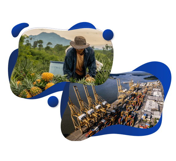 Una composición donde se ve un campesino cosechando piña y un puerto marítimo